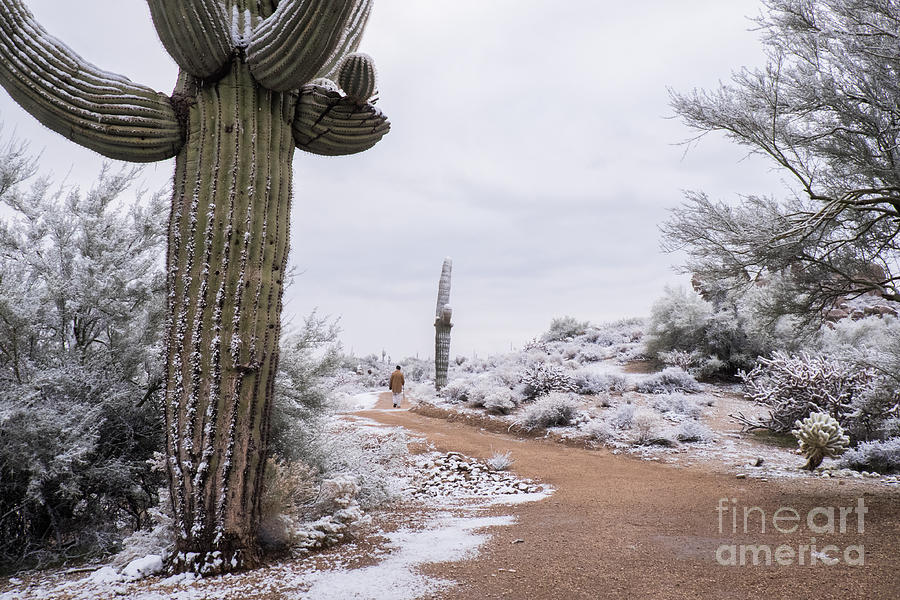 A Walk in the Snowy Desert Photograph by Marianne Jensen