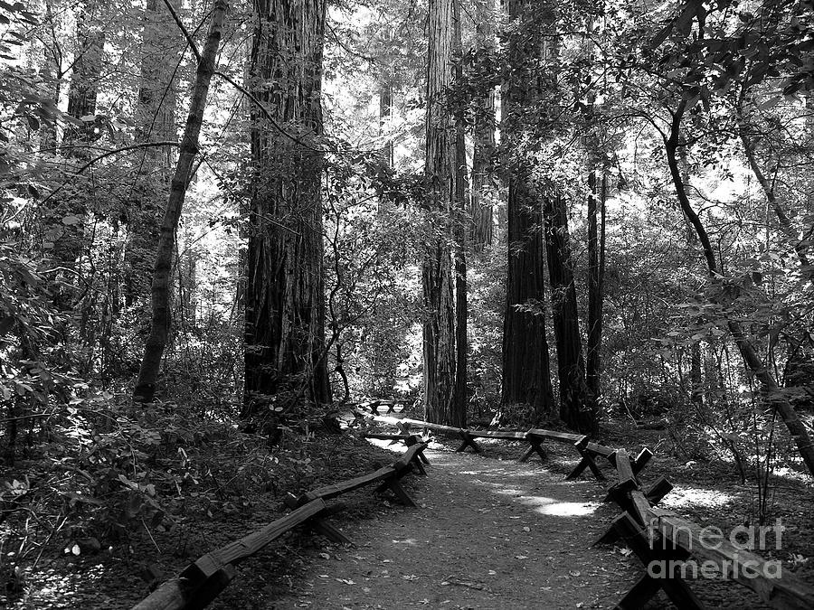 A Walk In The Woods BW Photograph by Mel Steinhauer