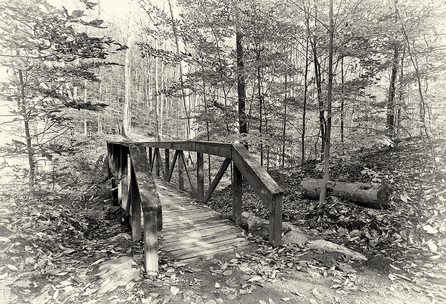 Architecture Photograph - A Walk in the Woods by Marcia Colelli