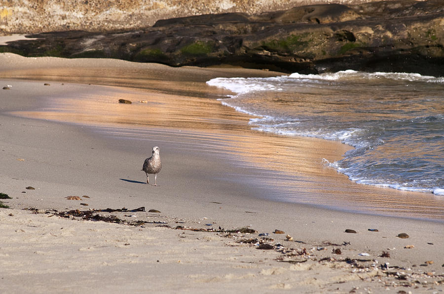 A Walk on the Beach Photograph by Lee Kirchhevel