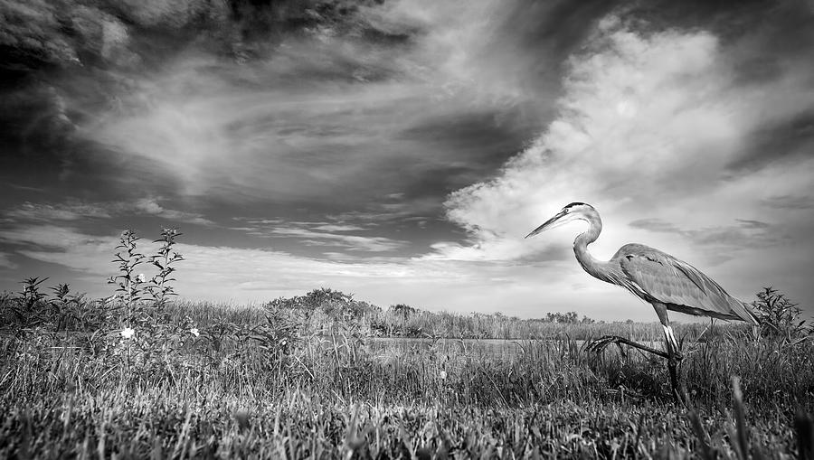 Everglades National Park Photograph - A Walk on the Wild Side by Mark Andrew Thomas