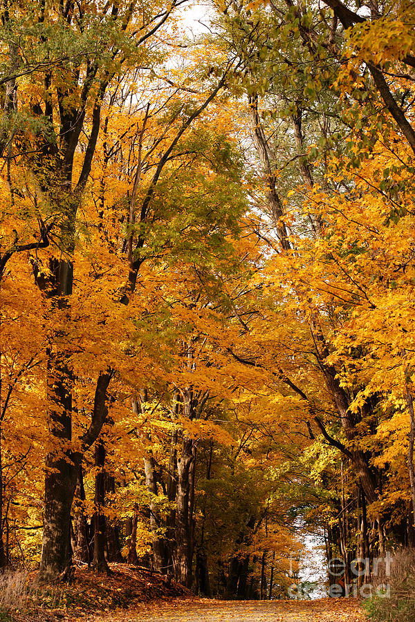 Fall Photograph - A Walk Through Autumns Glow by Linda Shafer