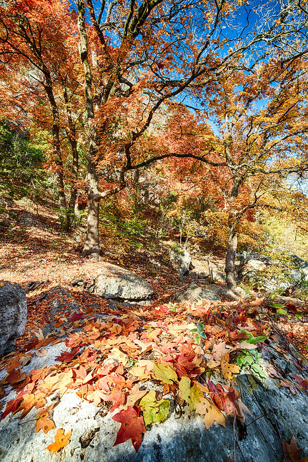 Fall Photograph - A walk through the Maple Trail by Silvio Ligutti