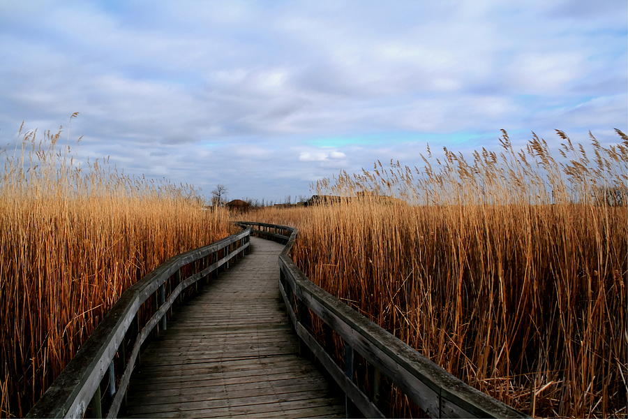 A Walk through the Phragmites Photograph by Larry Trupp
