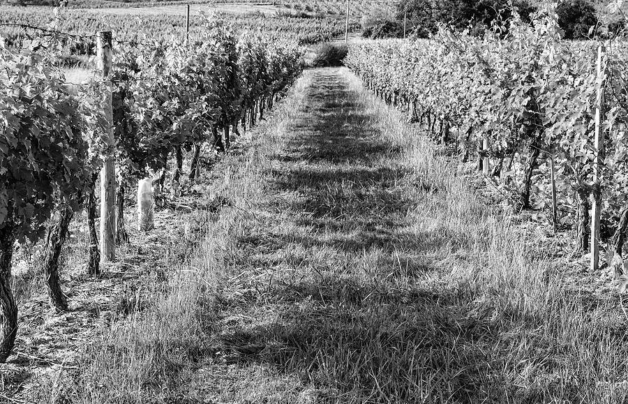 A Walk Through the Vineyard Photograph by Georgia Clare