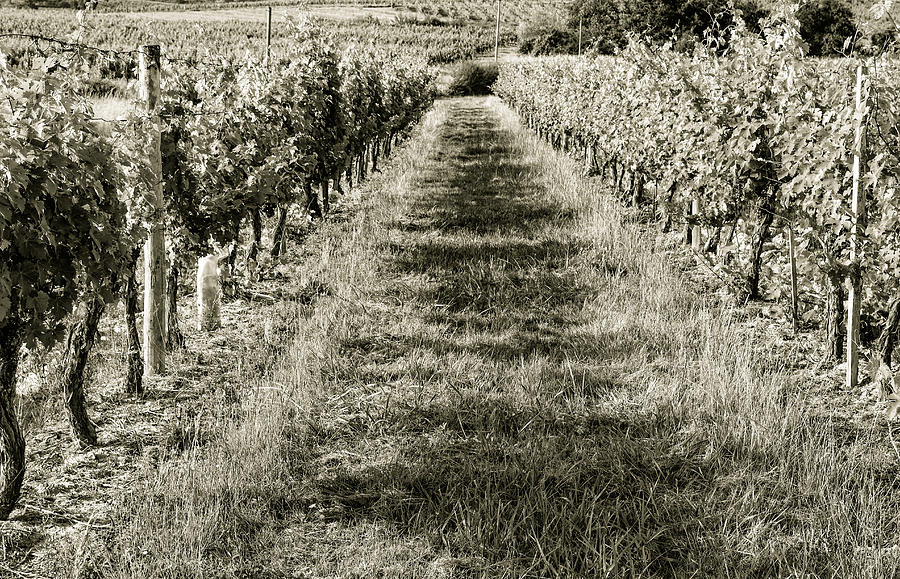 A Walk Through the Vineyard Toned Photograph by Georgia Clare