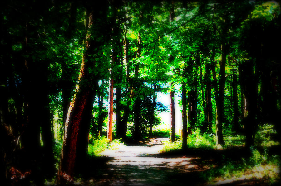 Tree Photograph - A Walk Through The Wilderness by Chanda Yoder