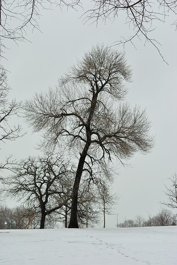 A walking tree Photograph by Jose Sandoval Fine Art America