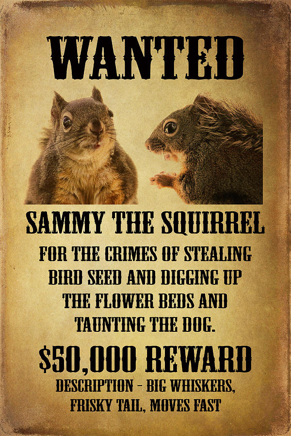 A Wanted Squirrel Photograph by Peggy Collins