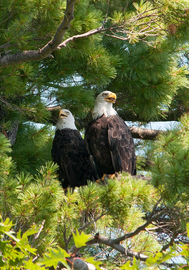 A Watchful Pair Photograph by Brenda Jacobs