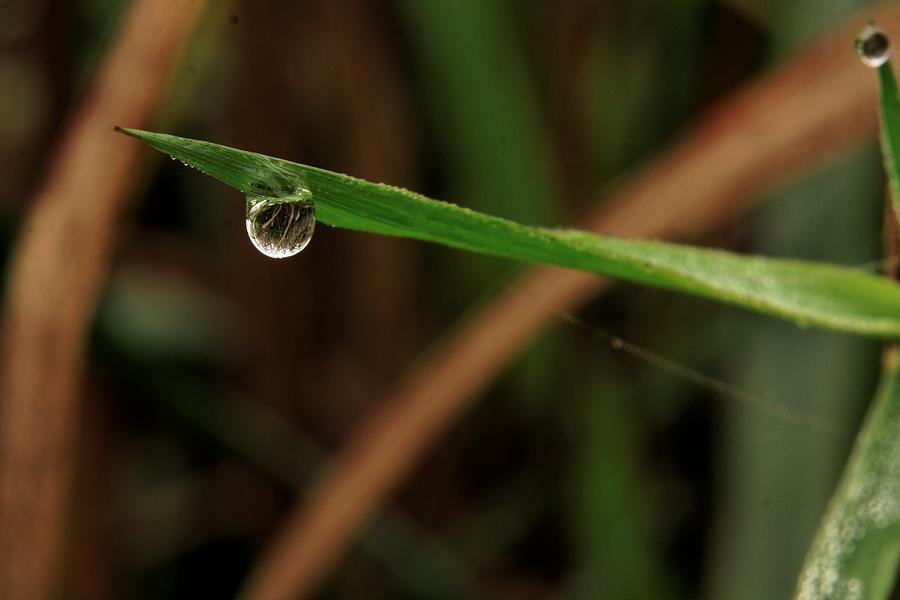 A Water Drop Photograph by Alexander Fedin