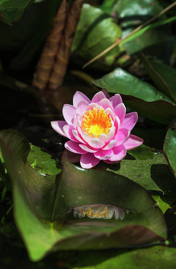 A Water Lily Blooms In Springtime Photograph by Robert L. Potts