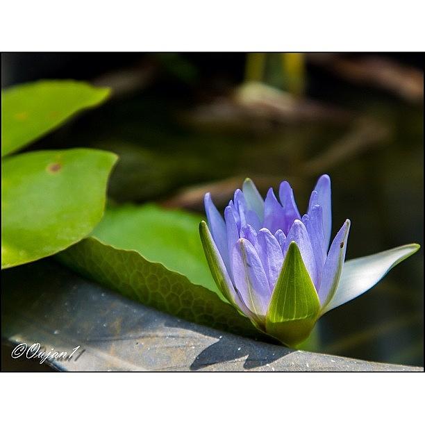 Nature Photograph - A Water Lily Just Bloomed, Beautiful by Ahmed Oujan
