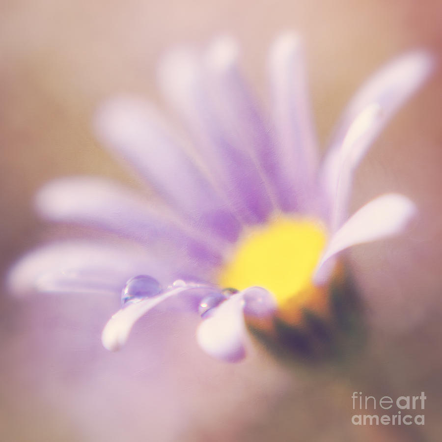 Daisy Photograph - A waterdrop on the petal of a daisy by LHJB Photography