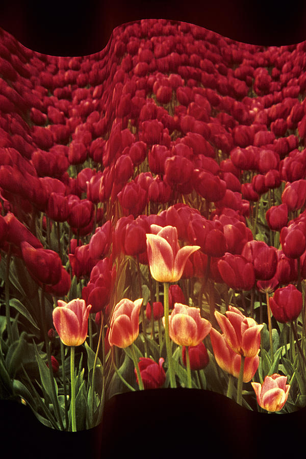 A Wave of Tulips Photograph by Doug Davidson