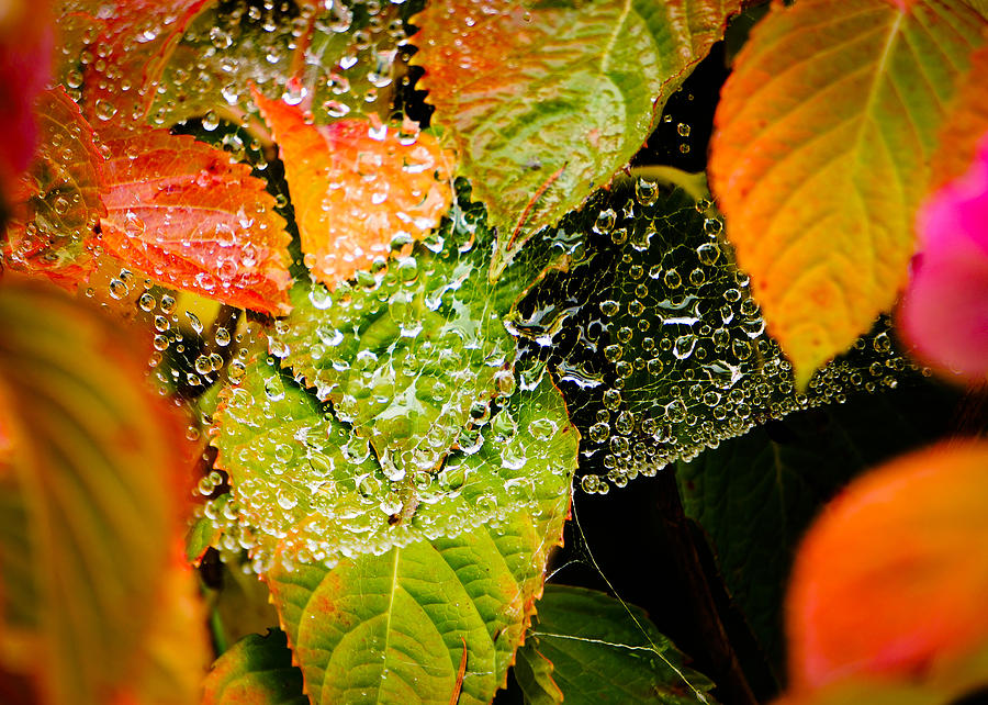 A Web of Rain Photograph by Ronda Broatch