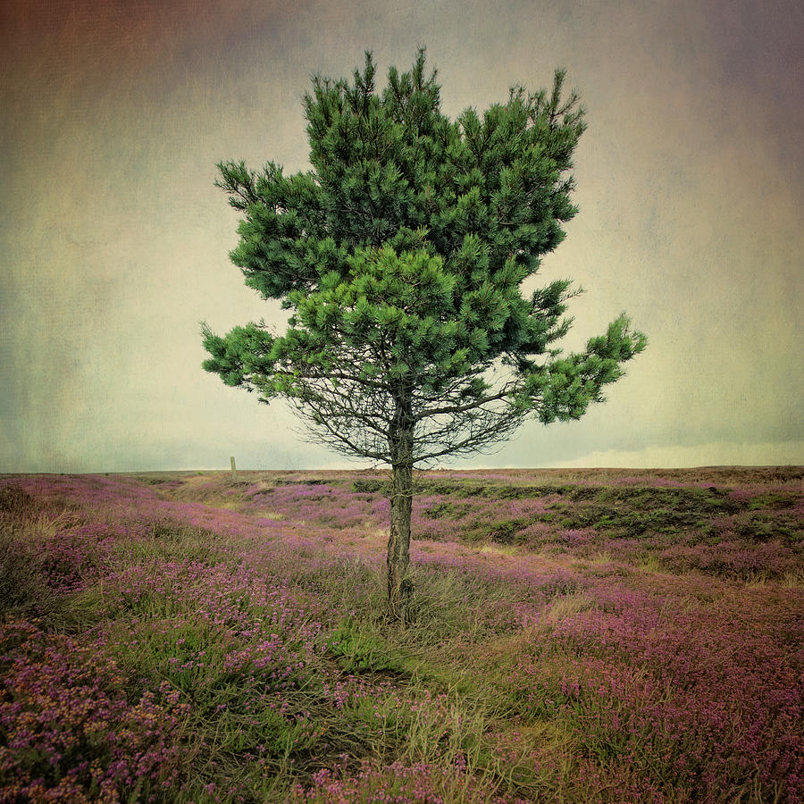 A Wee Tree On The Yorkshire Moors Photograph by Samantha Nicol Art Photography