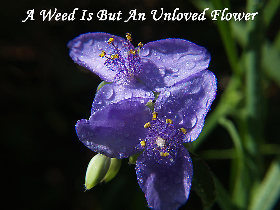 A Weed Is But An Unloved Flower Photograph by Bob Johnson