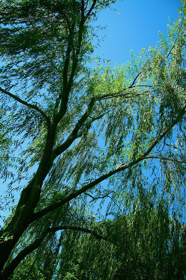 A Weeping Willow Tree Photograph by Cora Wandel