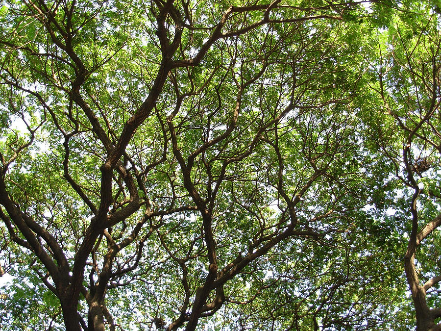 Tree Photograph - A welcome shade by Joe Zachariah