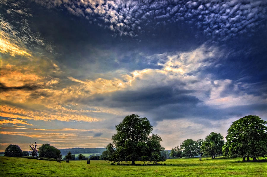 Tree Photograph - A Welsh Meadow by Meirion Matthias