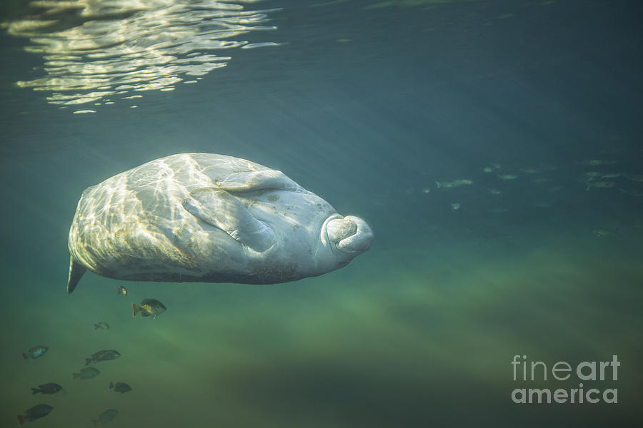 A West Indian Manatee Rolls Over Upside Photograph