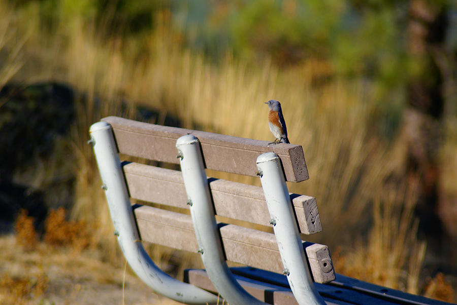 A Western Bluebird on a Common Bench Photograph by Ben Upham III