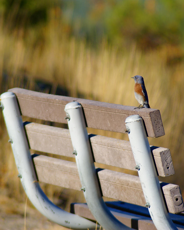 A Western Bluebird on a Common Bench Crop 2 Photograph by Ben Upham III