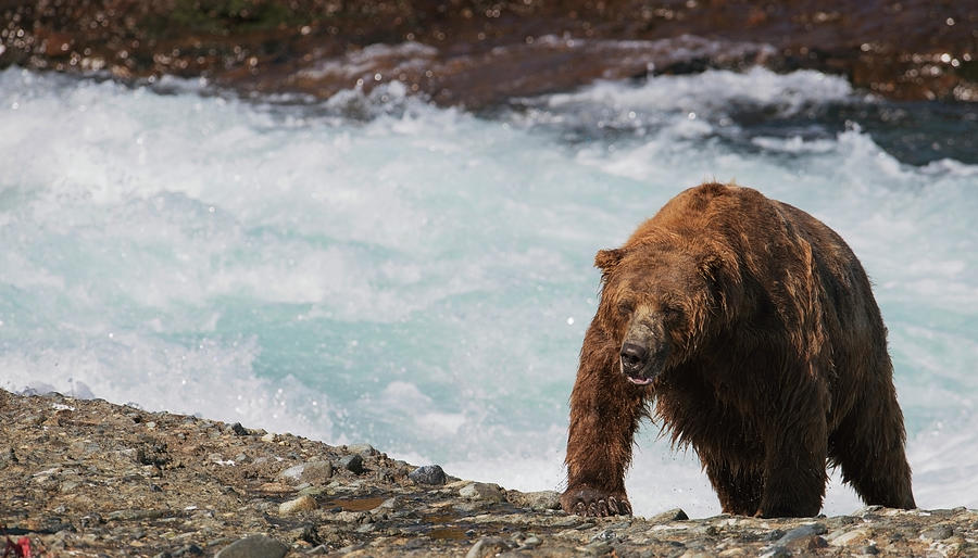 A Wet Brown Bear Ursus Arctos Climbing Photograph by Lorraine Logan / Design Pics