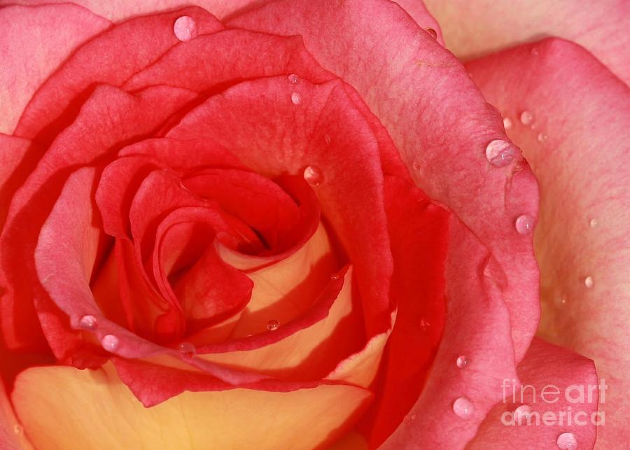 A Wet Rose Photograph by Sabrina L Ryan