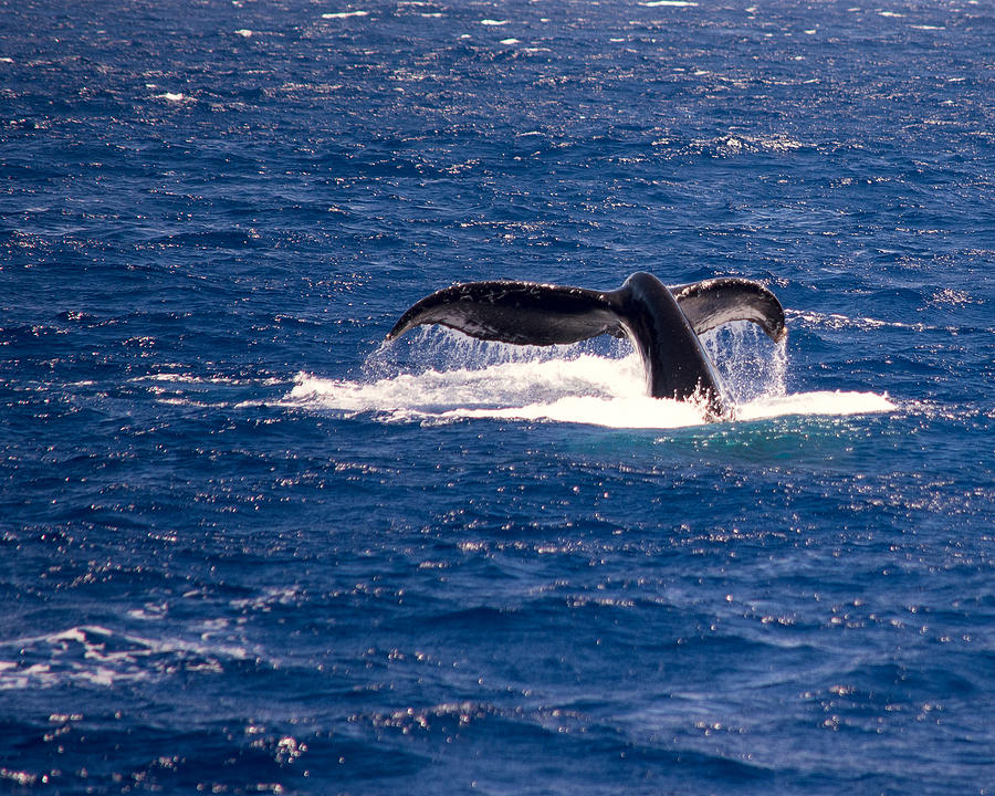 A Whale of a Tail Photograph by Camille Lopez