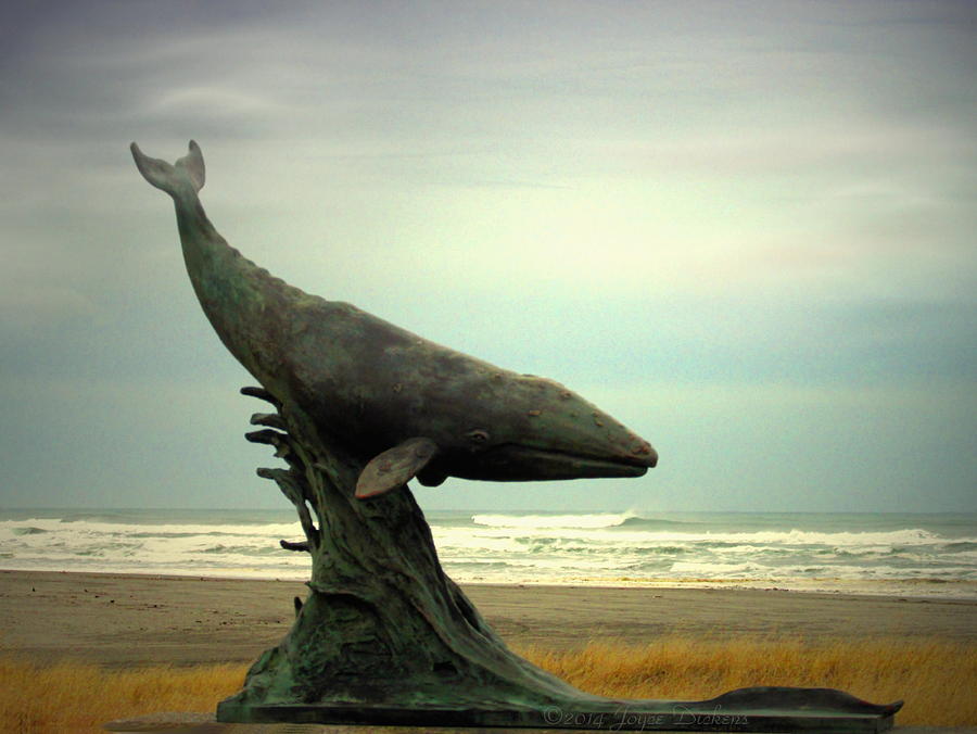 A Whale Of A View Photograph by Joyce Dickens