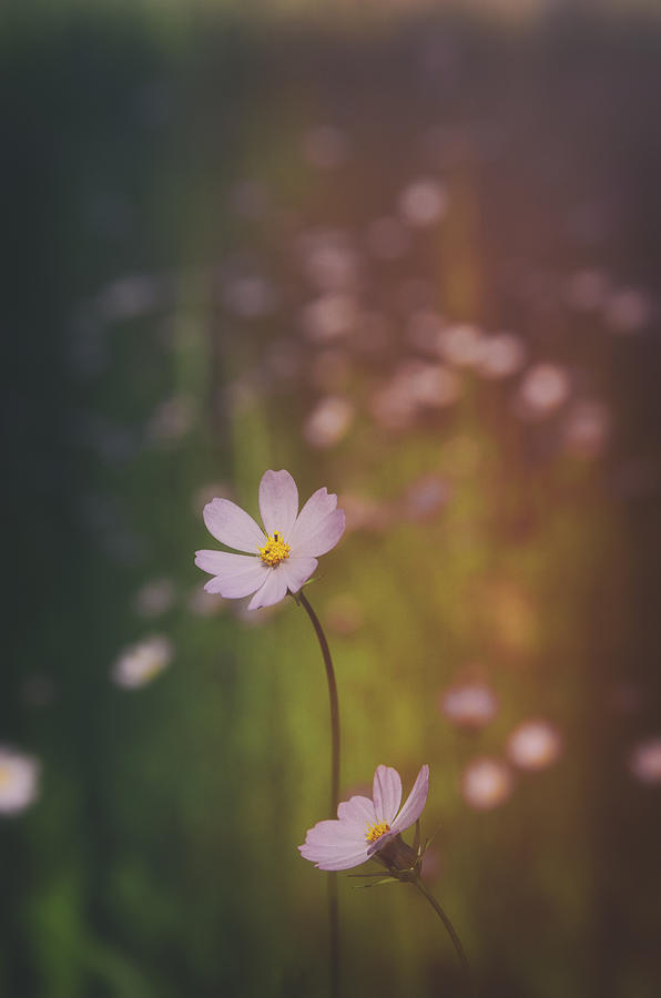 Flower Photograph - A Whisper of Pink  by Saija Lehtonen