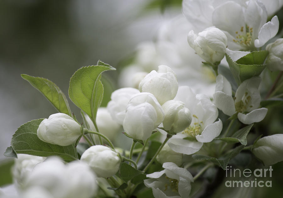 Flower Photograph - A Whisper Of Spring by Arlene Carmel