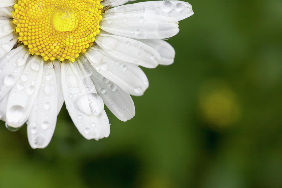A White Daisy With Water Drops Photograph by John Short
