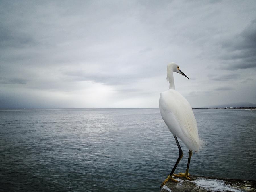 A White Egret Watching The Ocean Photograph by Shari Weaver Photography