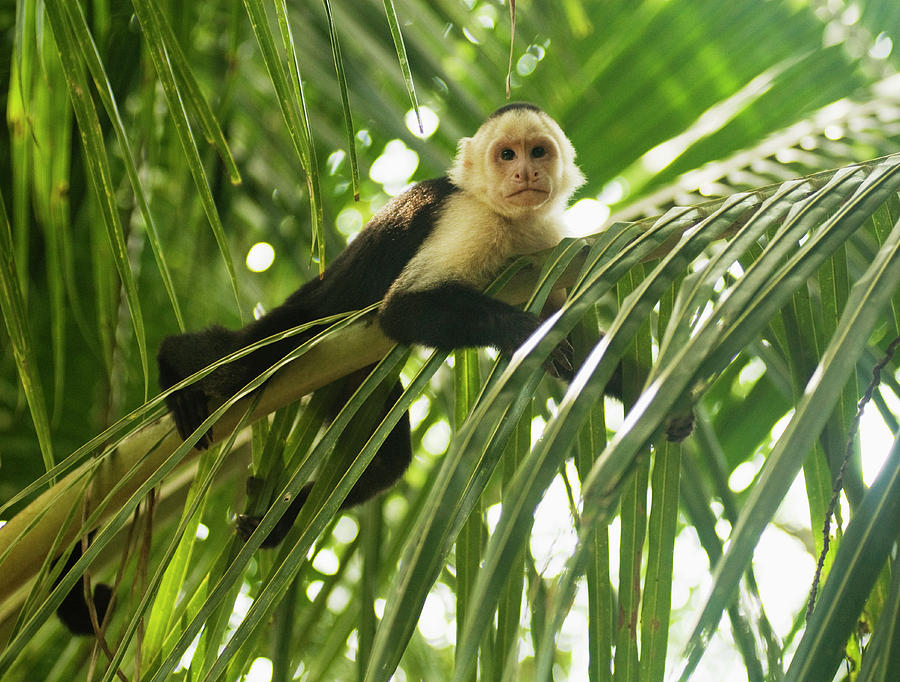 Wildlife Photograph - A White-headed Capuchin Monkey by Lacey Ann Johnson