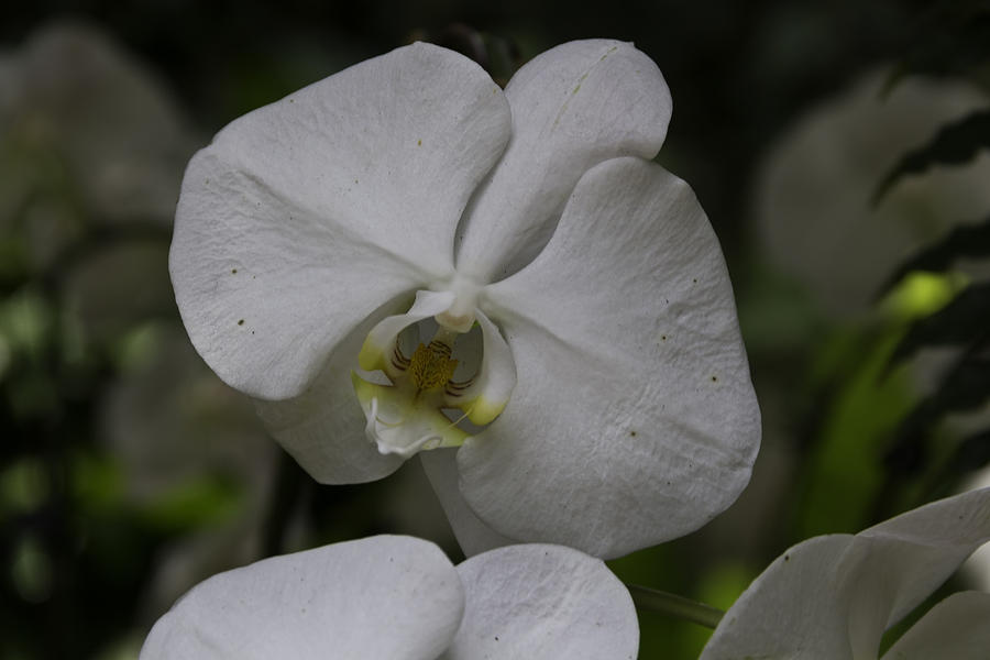 A white orchid flower inside the National Orchid Photograph by Ashish Agarwal