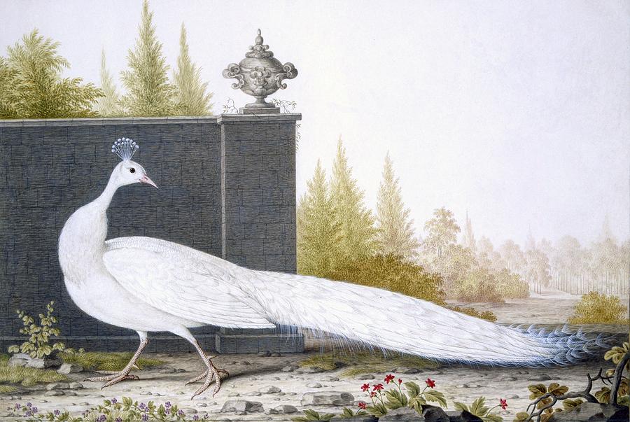 Peacock Painting - A White Peahen by English School