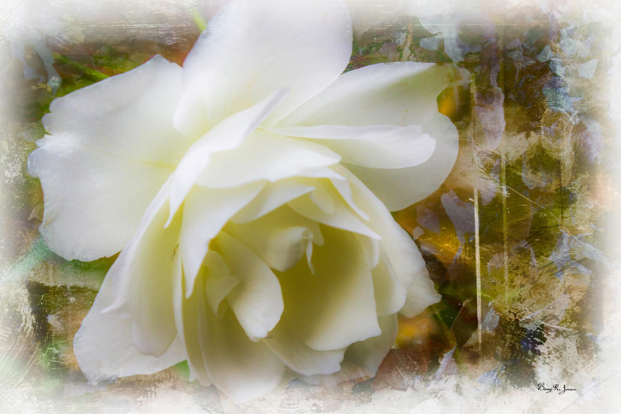 Flower Photograph - A White Rose by Barry Jones