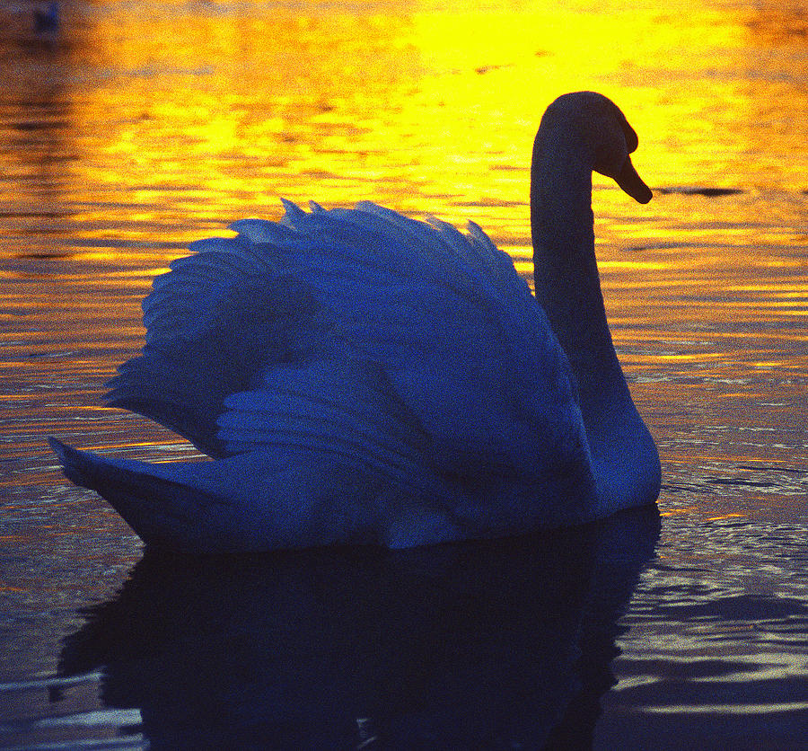 A White Swan at Sunset Photograph by Gordon James