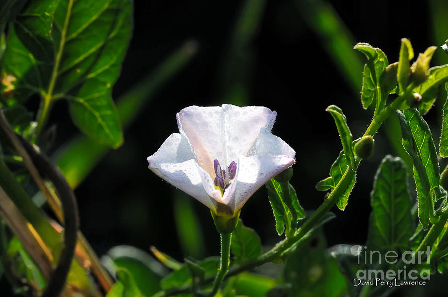 A White Wildflower Crowned In Green Photograph