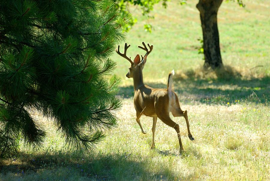 A whitetail Deer Photograph by Nancy Jenkins Fine Art America