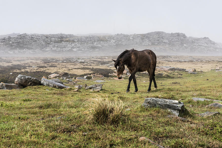 A Wild Brown Horse Walking In A Foggy Photograph by Deb Garside