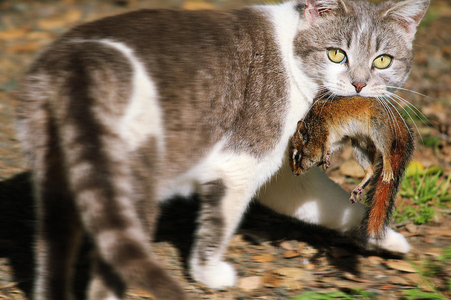 A Wild Cat Catching a Chipmunk Photograph by Xueling Zou