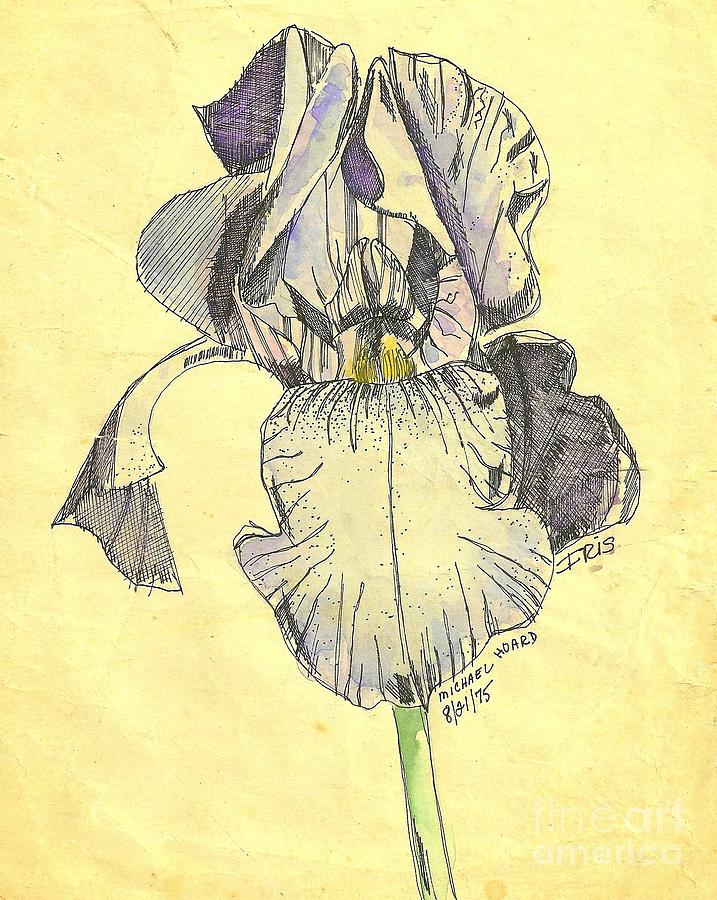 A Wild Lavender Louisiana Iris Photograph