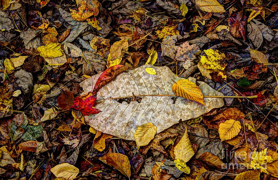 Fall Photograph - A Wild Magnolia Leaf by Paul Mashburn