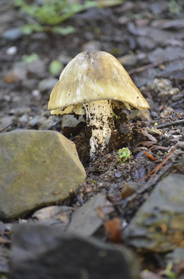 A Wild Mushroom Photograph by Alex King