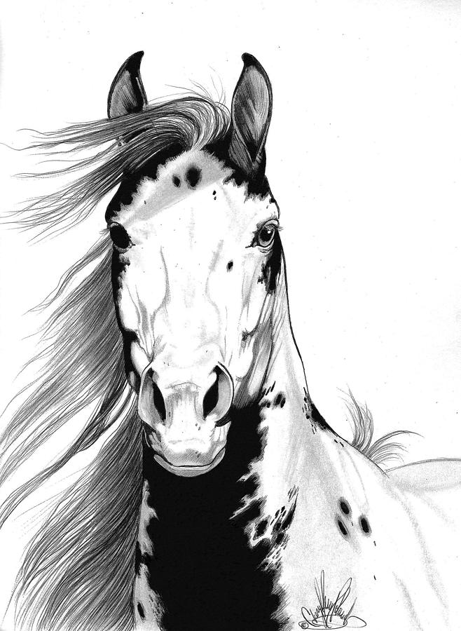 A Wild Mustang I called Geronimo Drawing by Cheryl Poland