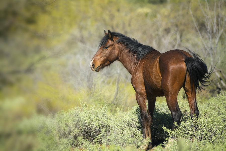 A Wild Mustang Photograph by Saija Lehtonen - Fine Art America